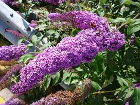 buddleia