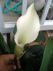 calla lilies