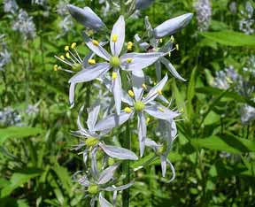 camassias