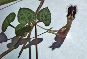 ceropegia-woodi