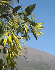 cestrum parqui
