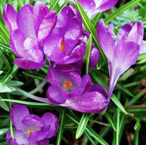 crocuses