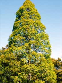 dawn redwood