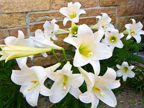 blooms of easter lily