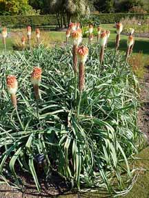 foxtail lily