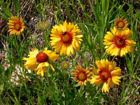 gaillardia