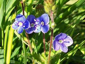 garden veronicas