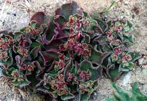 mesembryanthemum crystallinum