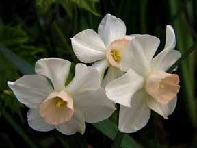 miniature daffodils