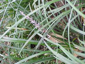 ophiopogon jaburan