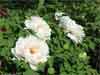 Japanese tree peonies in flower