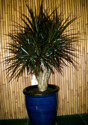 Dracaena Magenta Stump