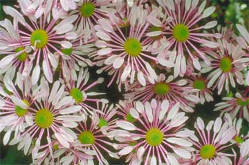group of Chrysanthemums