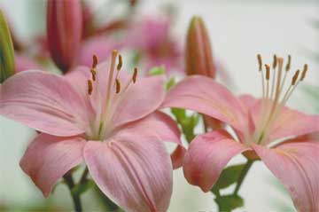 Daylilies Hybrid pinks