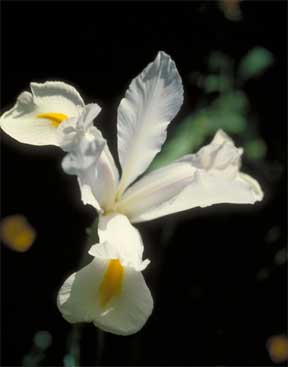 Iris white flower up close