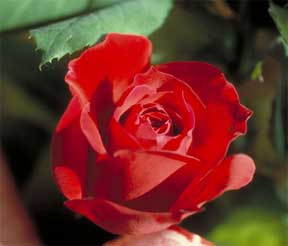 close up of a red rose on the bush