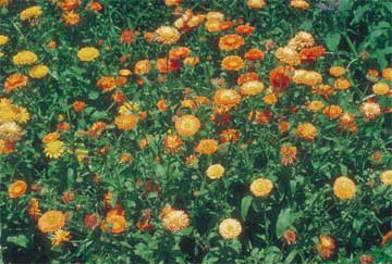 marigolds