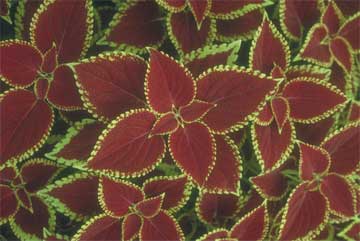 Coleus A Colorful Outdoor Garden Asset