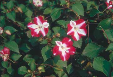 red and white Impatiens flowering in the landscape