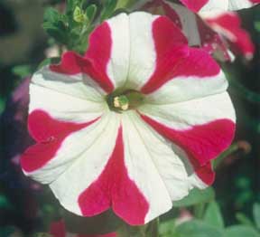 Petunia Plants