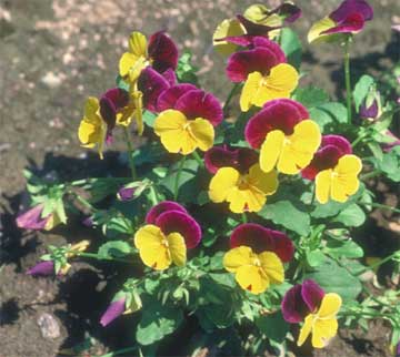 pansy assorted colors