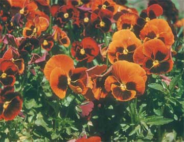 orange pansy or violas in the landscape