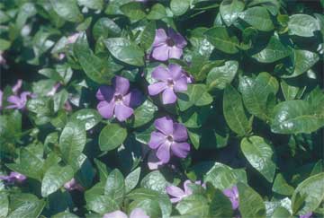 periwinkle flowering and used as a ground cover