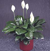 Spathiphyllum Figaro