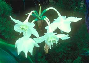 Eucharis grandiflora Lily