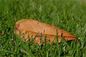 leaf a on lawn