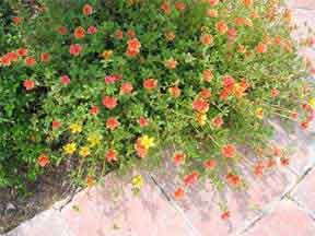 Garden flowers thrive in rich soil media