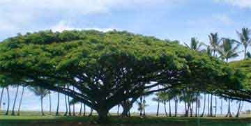 Trees make for a successful landscape
