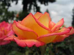 rose gardens from the White house to your home always popular flowers for the landscape