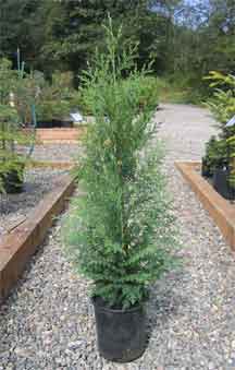 Alaskan Cedar - Chamaecyparis nootkatensis