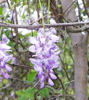 Japanese Wisteria is a popular ornamental vine