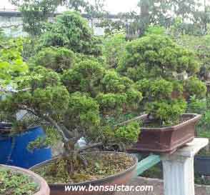 okinawa holly the ornamental malphigia coccigera