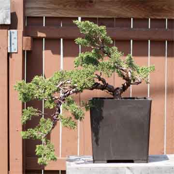 Shimpaku juniper and bonsai lovers