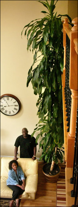 Caring for a Dracaena 20 foot houseplant