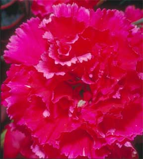 Carnation 