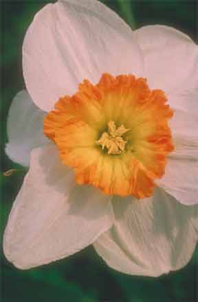 narcissus up close