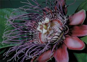 Passion flower
