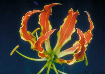 Close up of the Gloriosa Rothschildiana Glory Lily