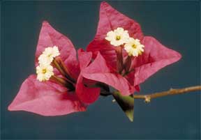 Bougainvillea Flowers