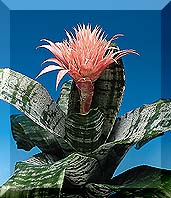 Bromeliads – Removing the Flower After The Bloom Fades