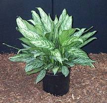 older varieties of aglaonema were cold sensitive to lower indoor temperatures