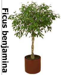 Ficus benjamina tree acclimating