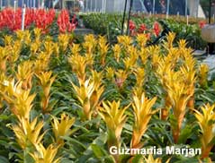 guzmania bromeliad