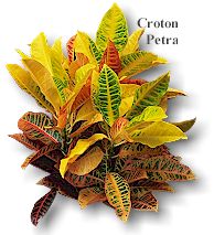 CrotonPetra.jpg