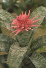 Bromeliads – Reblooming