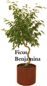 Ficus_Benjamina.jpg